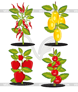 Bush with ripe vegetable harvest - vector clipart