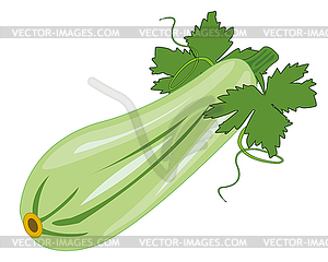 Vegetable marrow is insulated - vector image