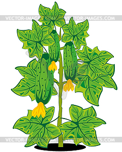 Bush with cucumber is insulated - vector clipart