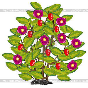 Bush of wild rose with ripe berry - vector image