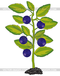 Berry whortleberry bush is insulated - vector clipart