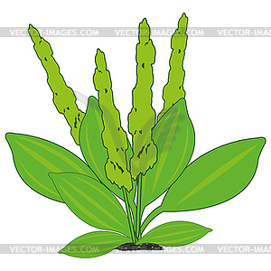 Plant plantain is insulated - vector image