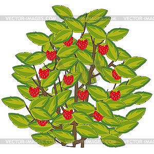 Bush of berry raspberry is insulated - vector image
