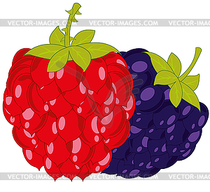 Ripe berries raspberry and blackberry - vector image