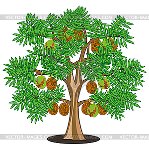 Walnut on tree is insulated - vector image