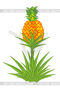 Pineapple plant with roots  - vector image