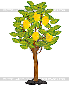 Tree with ripe fruit lemon in garden - vector image