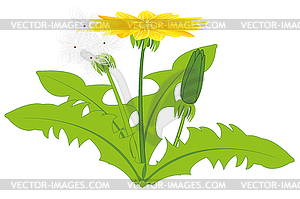 Plant dandelion is insulated - stock vector clipart