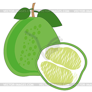 Pomelo fruit is insulated - vector clipart