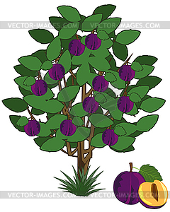 plum tree clipart