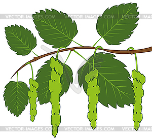 Green branch birch with bud - vector image