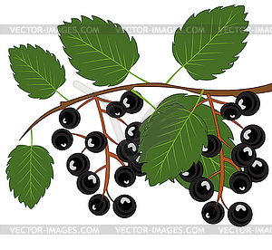 Berry kind of cherry tree on branch - vector clipart