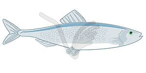 Fish herring - vector image