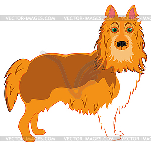 Dog of sort collie - vector clip art