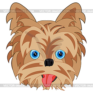 Dog Yorkshire Terrier is insulated - vector clipart