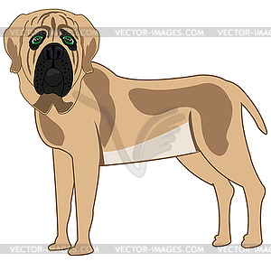 Dog of sort mastiff is insulated - vector clip art