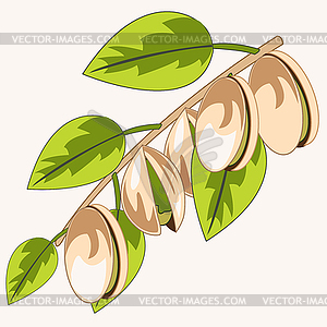Branch with pistachio is insulated - vector clip art