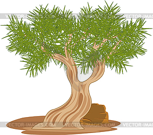 Tree saxaul rising in desert - vector image