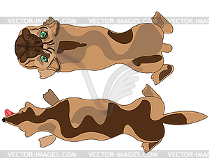 Home animal dog type overhand - vector clipart