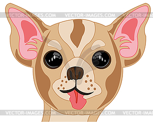 Small dog chihuahua portrait insulated - color vector clipart