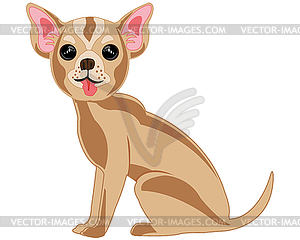 Decorative dog chihuahua is insulated - vector clip art