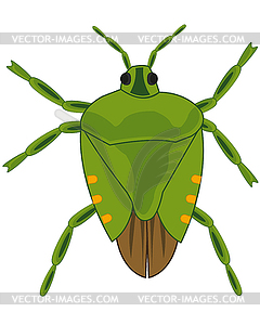 Insect bedbug is insulated - vector clipart