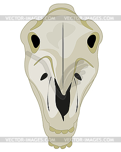 Skull pets horse type frontal - vector clip art