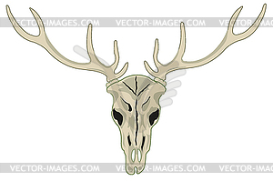 Skull of wildlife deer with horn - vector image