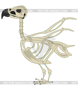 Skeleton of bird is insulated - vector clipart