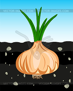 Vegetable onion in fertile ground type in cut - vector image