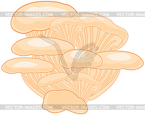 Oyster mushrooms is insulated - vector clip art