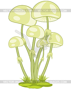 Uneatable mushrooms is insulated - vector clipart