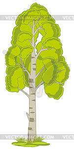 Tree aspen is insulated - vector image