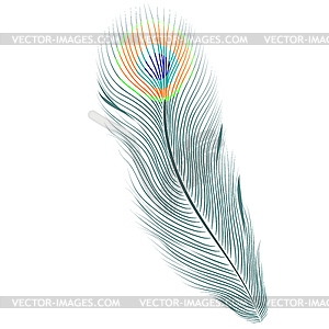 Peacock Feather One Thing - vector clipart / vector image