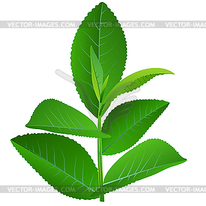 Tea bush branch - vector clip art