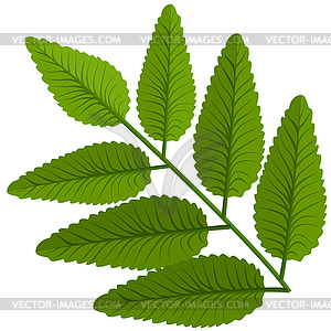 Green leaf plant - vector image