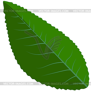 Green leaf plant - vector clipart