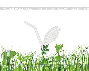 Green Grass Meadow - vector image