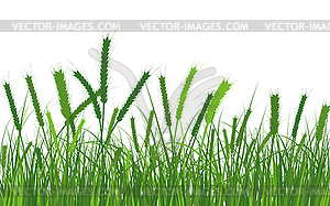 Wheat Meadow Grass - vector image