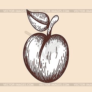 Icon Of Plum - vector image