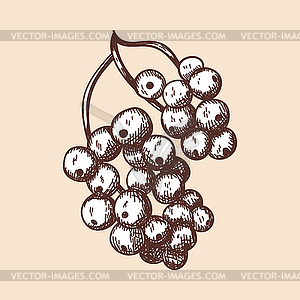 Icon Of Black Currant - vector EPS clipart