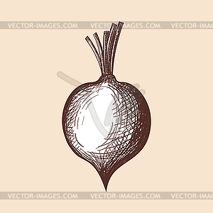 Beetroot Icon - vector image