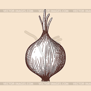 Onion Icon - vector clipart