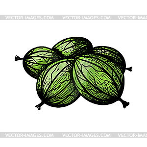 Icon Of Gooseberry - vector image