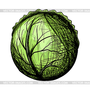 Cabbage Icon - vector clipart