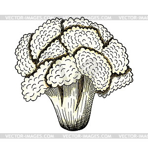 Cauliflower Icon - vector clip art