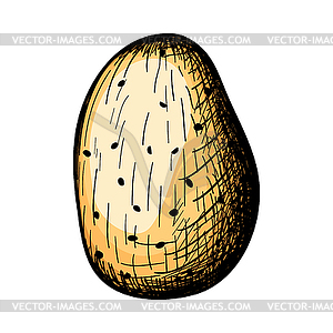 Potato Icon - vector clipart