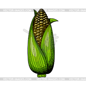 Corn Icon - vector clip art