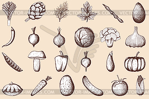 24 Vegetables Sketch - vector image