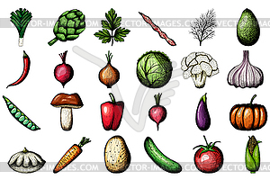 24 Vegetables Sketch - vector clip art